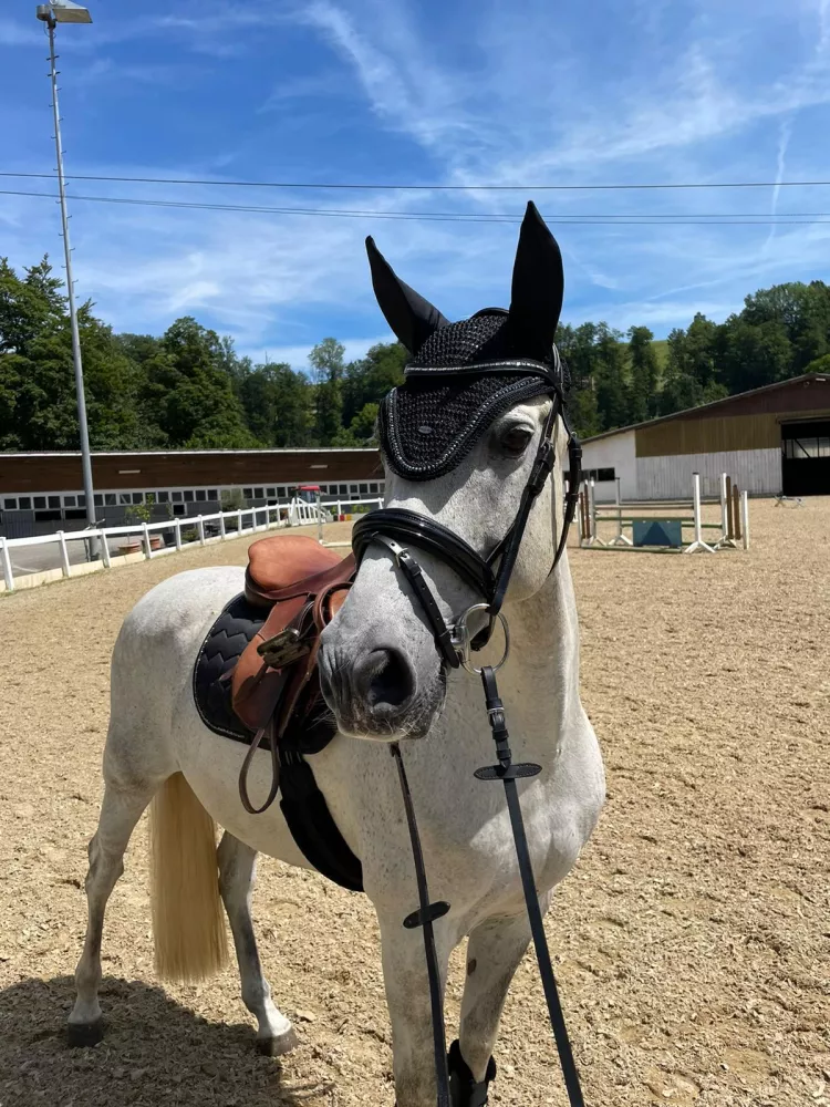 Reitunterricht Reitunterricht
